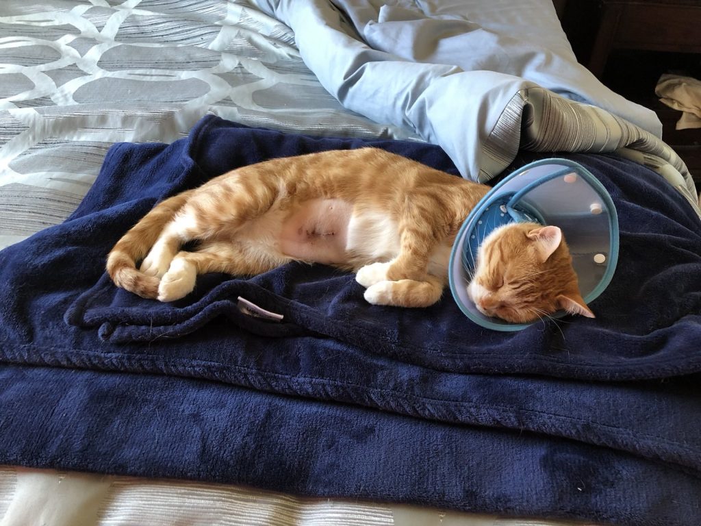 Kai recovering after his stem cell collection procedure