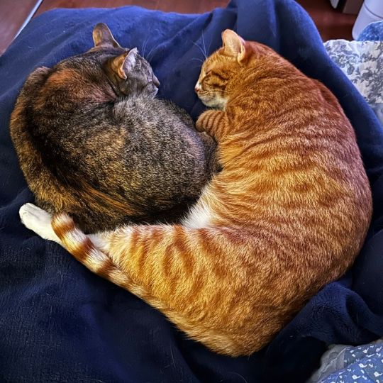 Kai and Rose, both healthy and happy