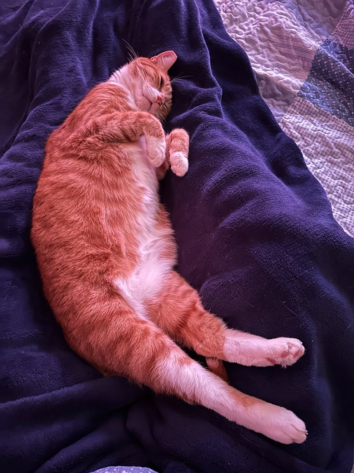 Discover the Benefits of Stem Cell Therapy for Cats